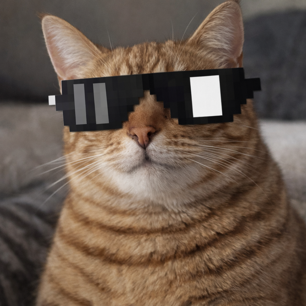 Austin gato viral